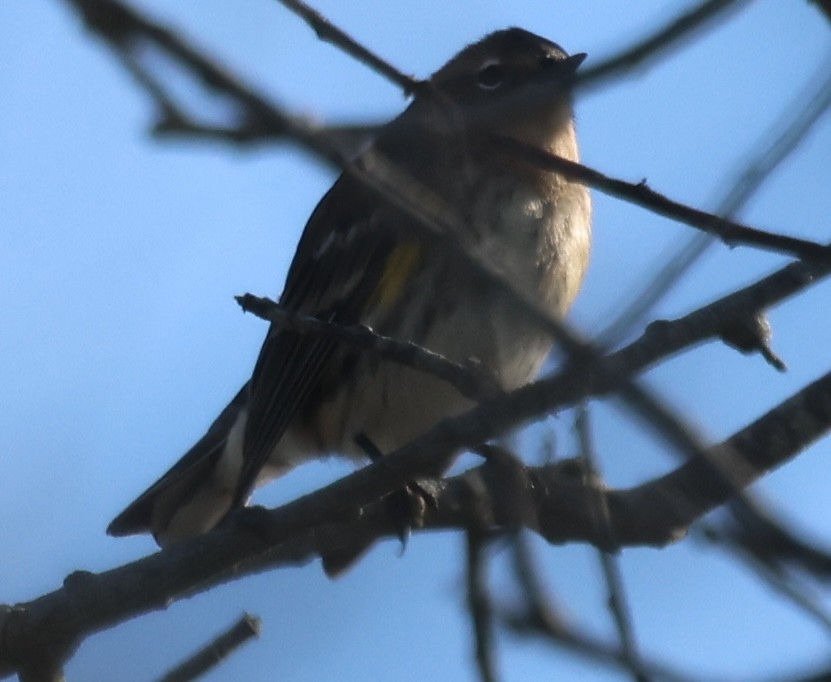 Reinita Coronada - ML646772321