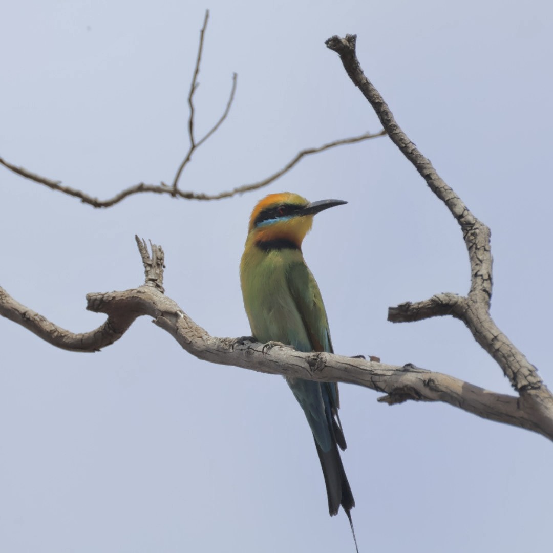 Rainbow Bee-eater - ML646772323