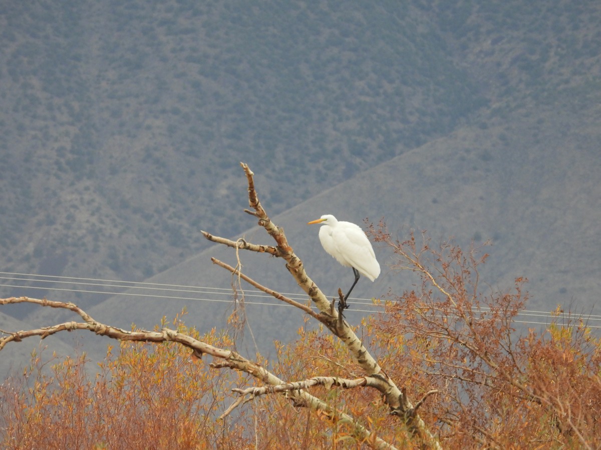 Silberreiher - ML646772324