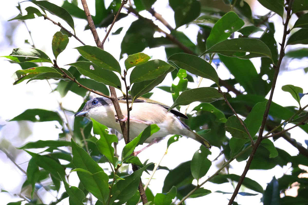 White-browed Shrike-Babbler (Dalat) - ML646772326