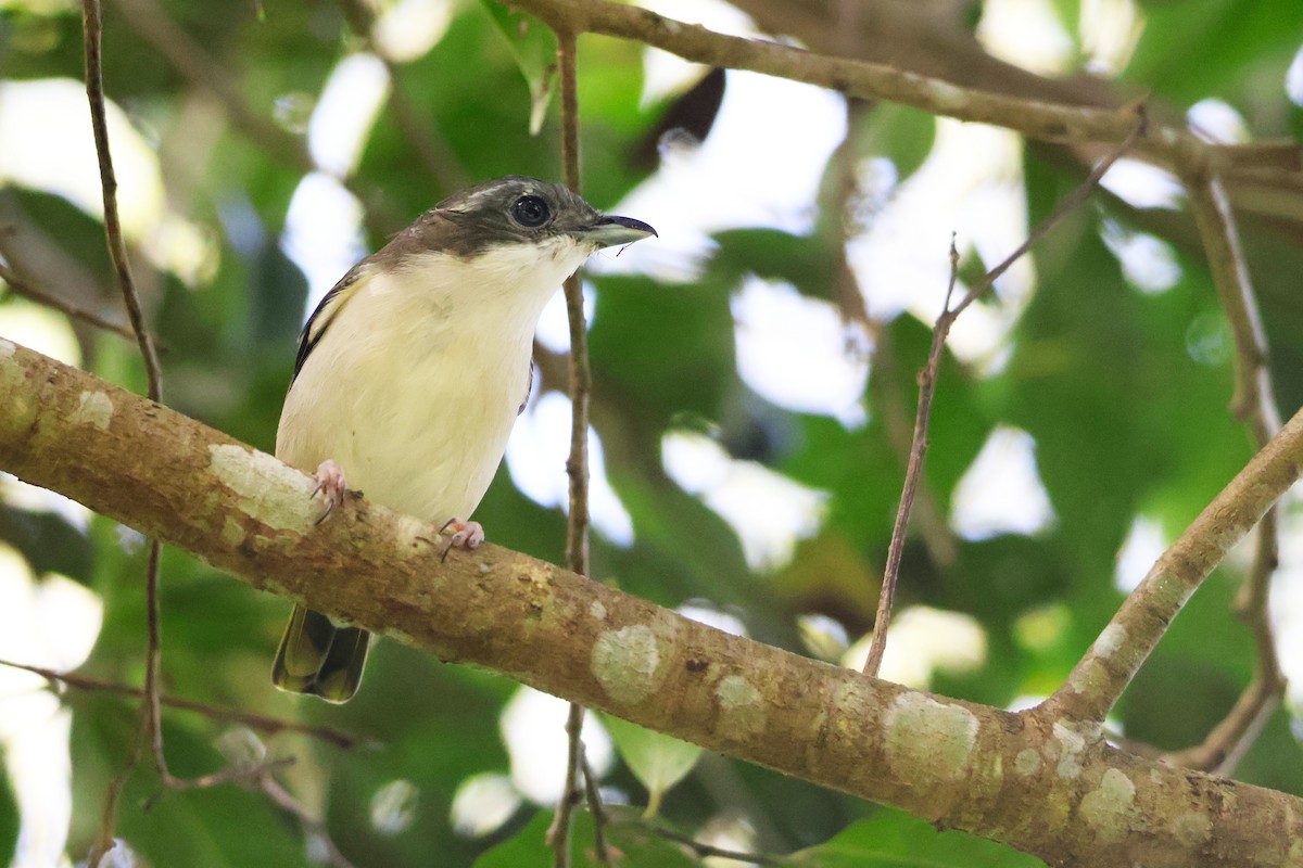 White-browed Shrike-Babbler (Dalat) - ML646772327