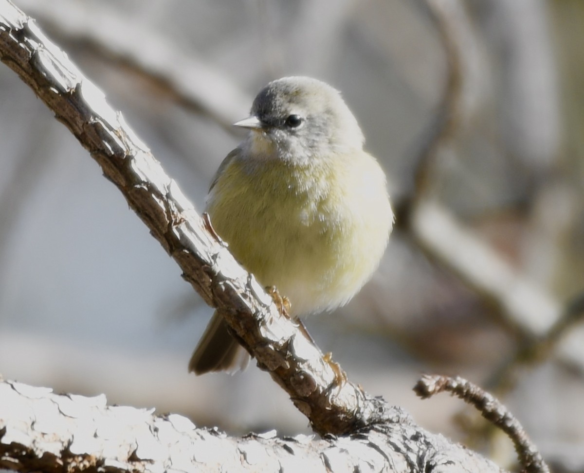Orange-crowned Warbler - ML646772329