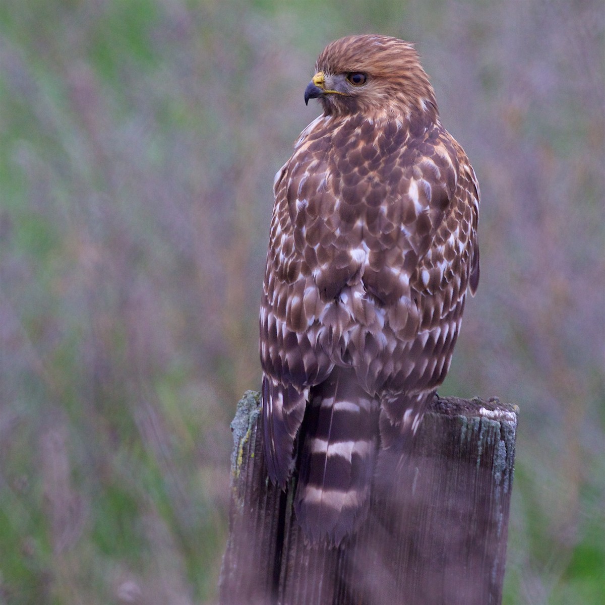 Красноплечий канюк (elegans) - ML646772330