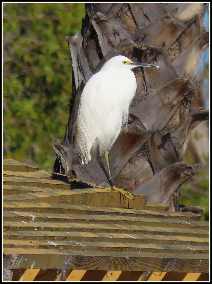 Garceta Nívea - ML646772332