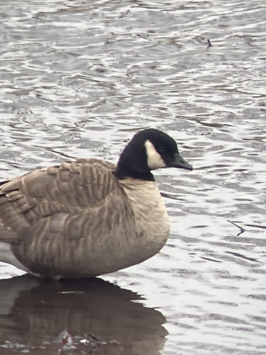 Харлаг галуу - ML646772335