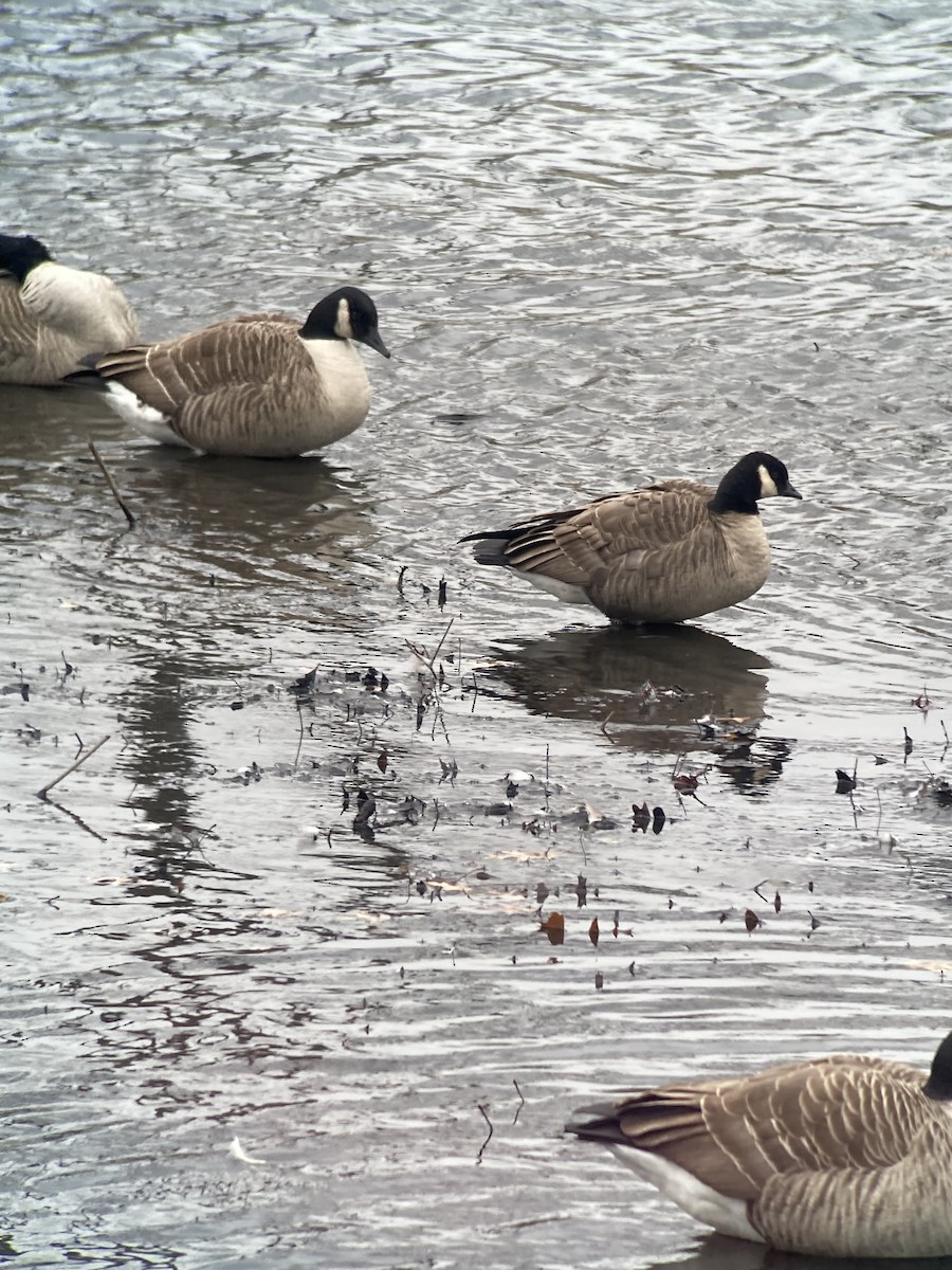 Харлаг галуу - ML646772336