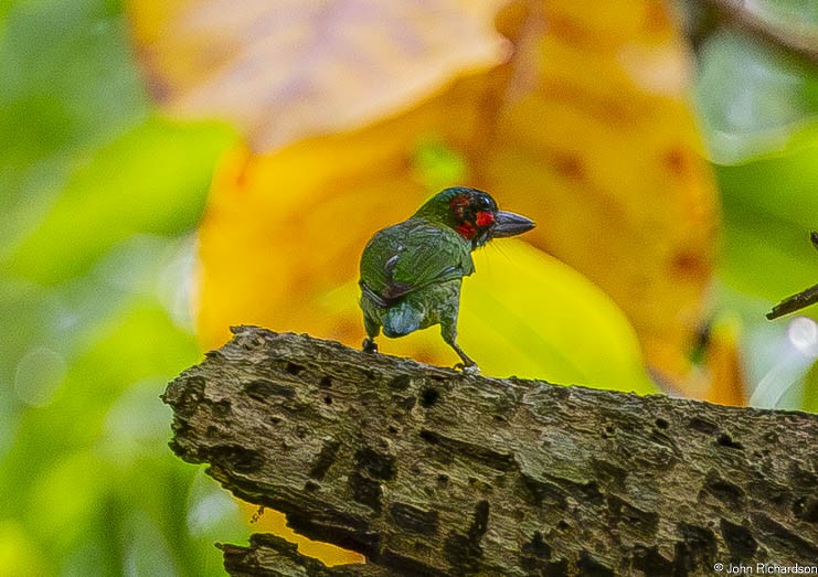 svartøreskjeggfugl - ML646772337