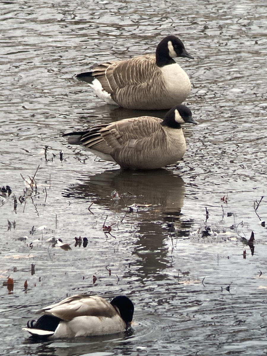 Харлаг галуу - ML646772339