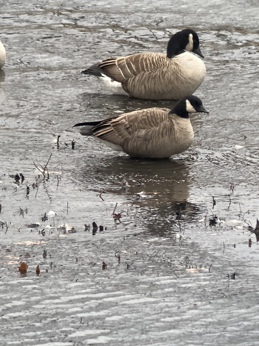 Харлаг галуу - ML646772340