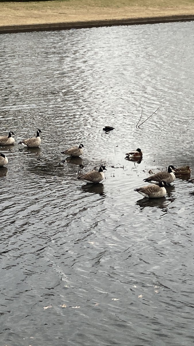 Харлаг галуу - ML646772341