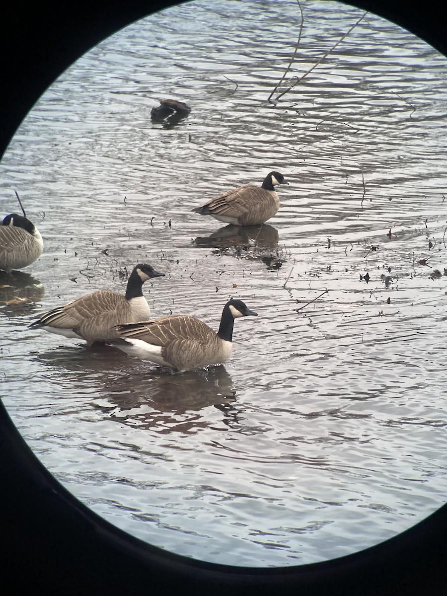 Харлаг галуу - ML646772343