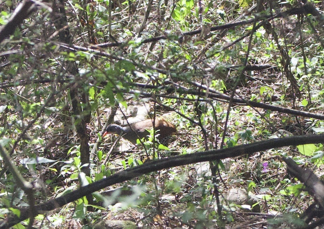 tataupatinamu - ML646772344