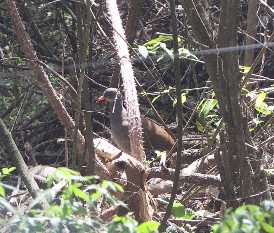 tataupatinamu - ML646772346