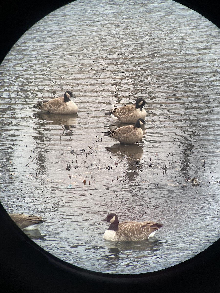 Харлаг галуу - ML646772347