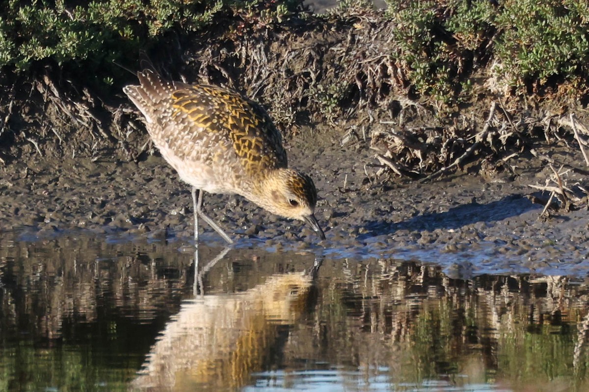 Pacific Golden-Plover - ML646772351