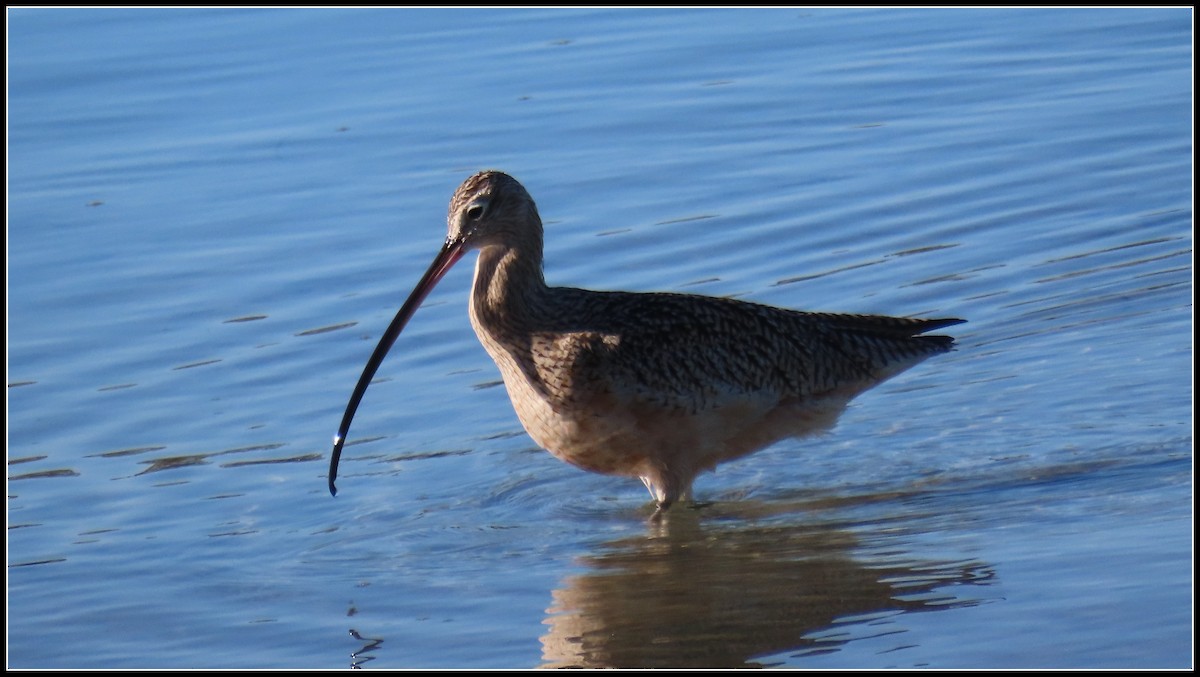 Zarapito Americano - ML646772353