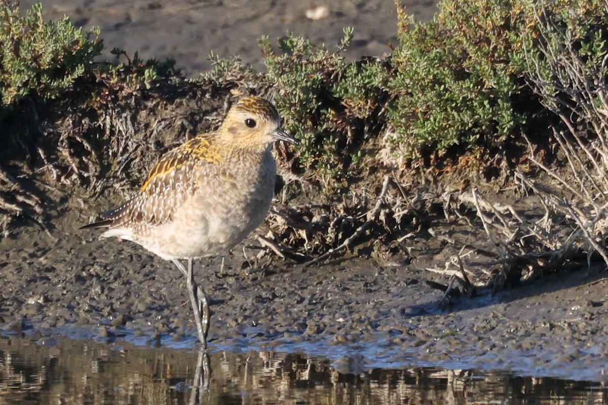 Pacific Golden-Plover - ML646772354