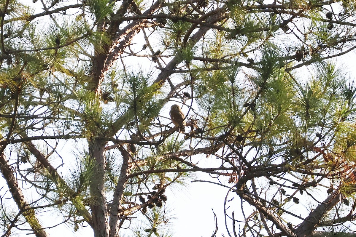 Asian Barred Owlet - ML646772355