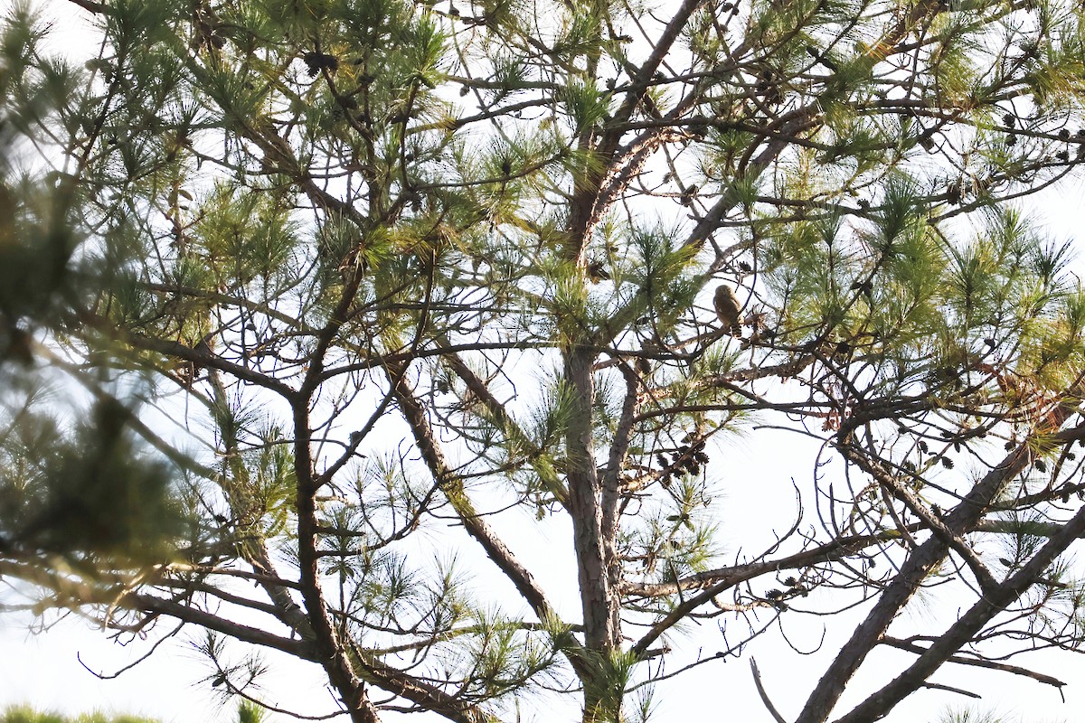 Asian Barred Owlet - ML646772356