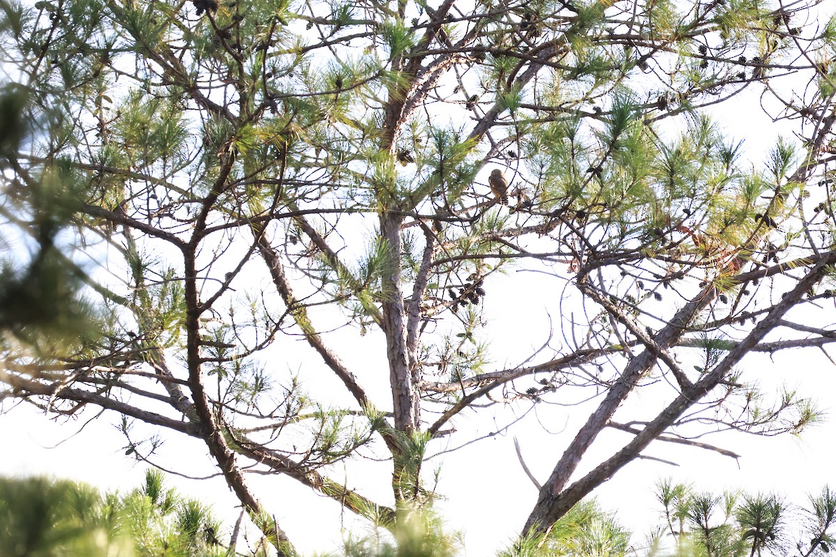 Asian Barred Owlet - ML646772357