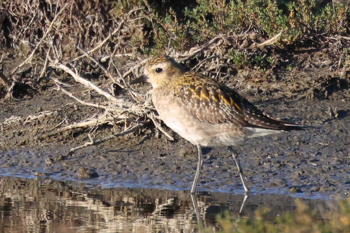 Pacific Golden-Plover - ML646772358