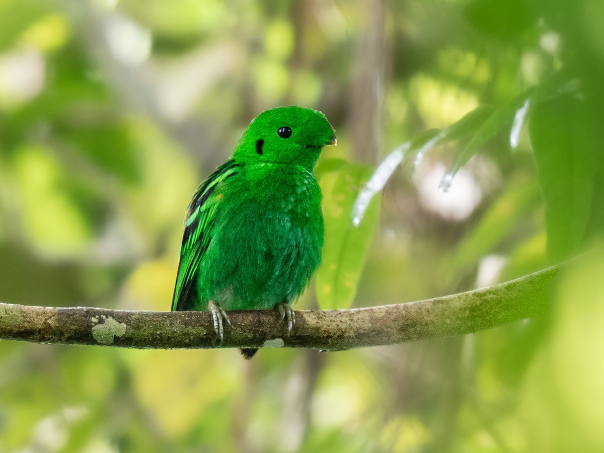 Green Broadbill - ML646772359
