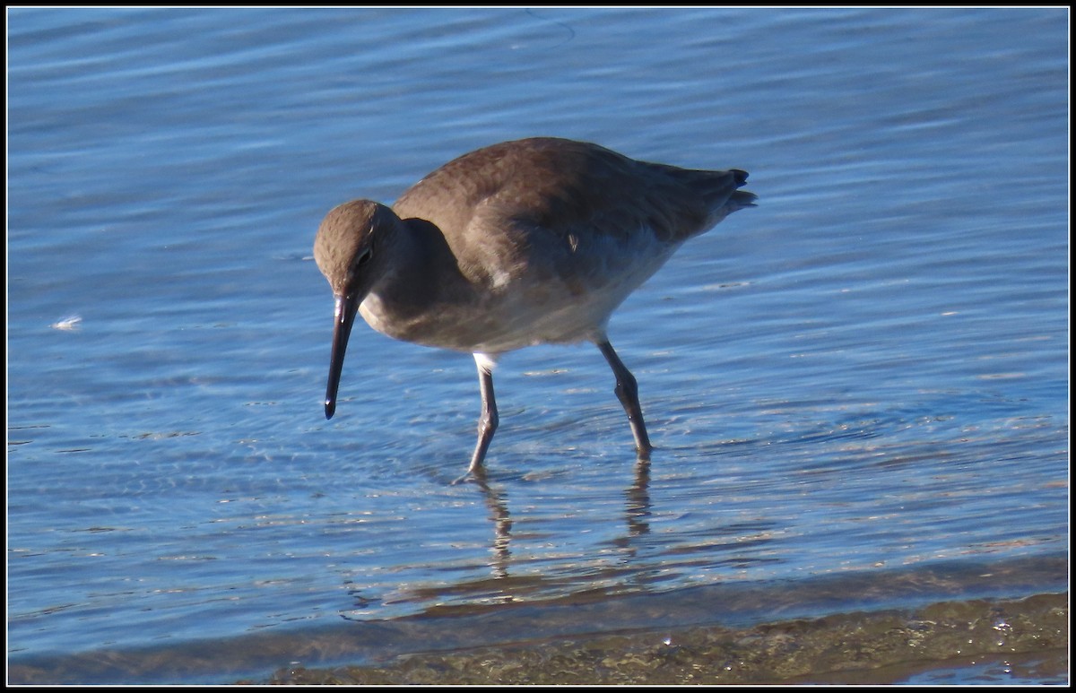 Playero Aliblanco - ML646772363
