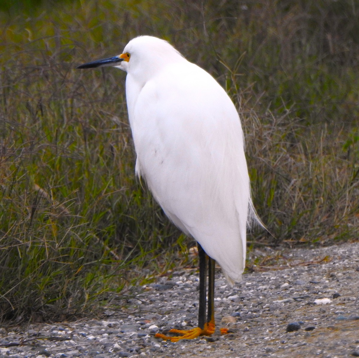 לבנית אמריקנית - ML646772366