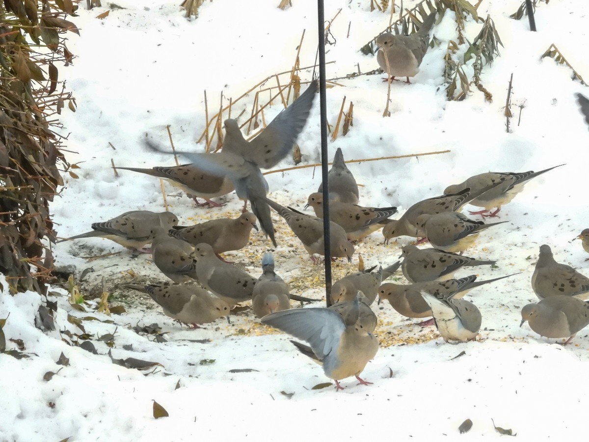 Mourning Dove - ML646772368