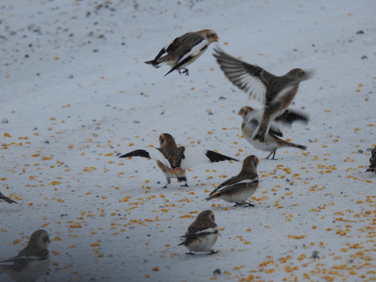 Snow Bunting - ML646772370