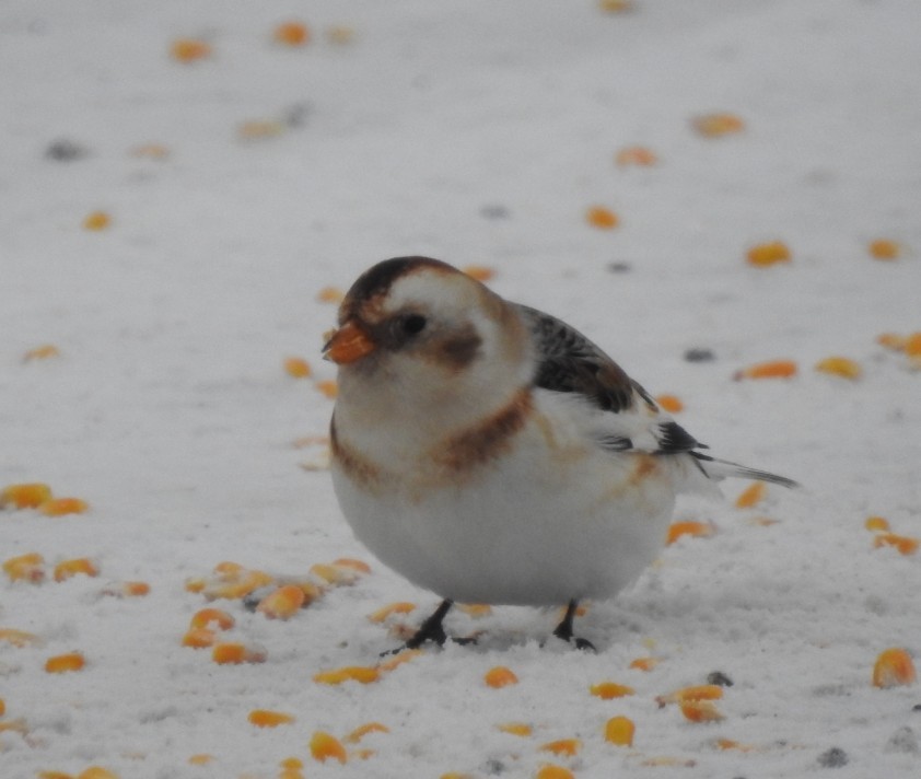 Snow Bunting - ML646772371