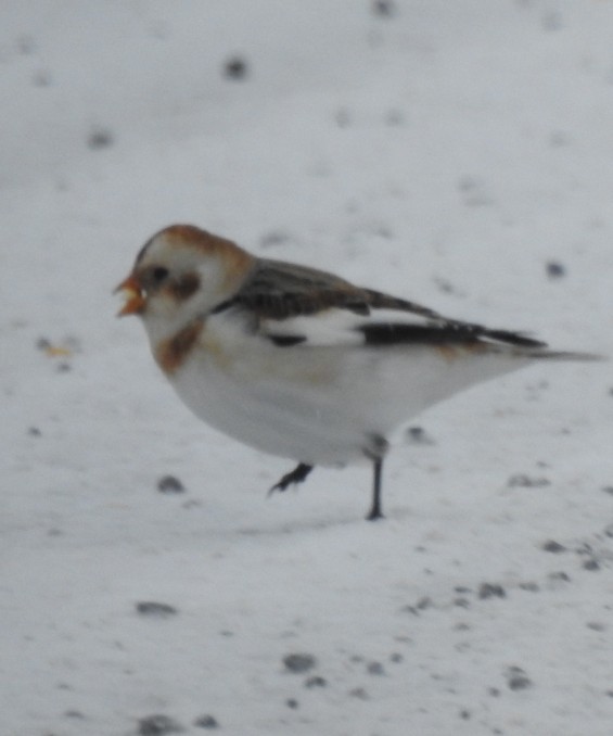 Snow Bunting - ML646772372