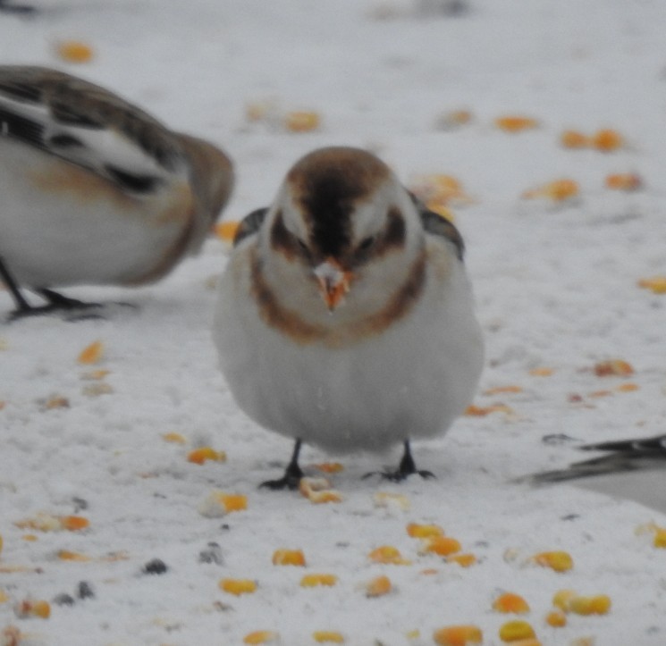 Snow Bunting - ML646772373