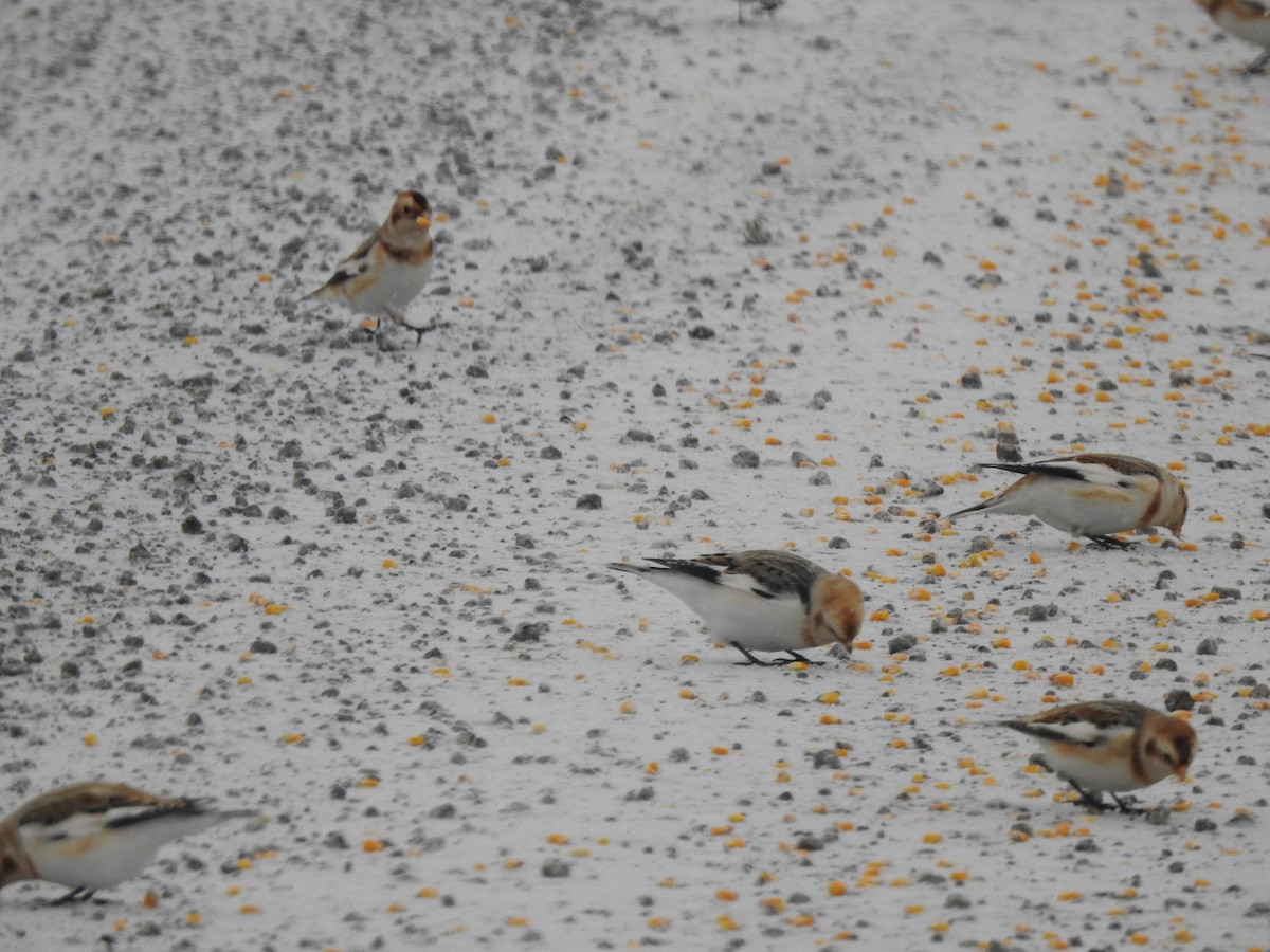 Snow Bunting - ML646772375