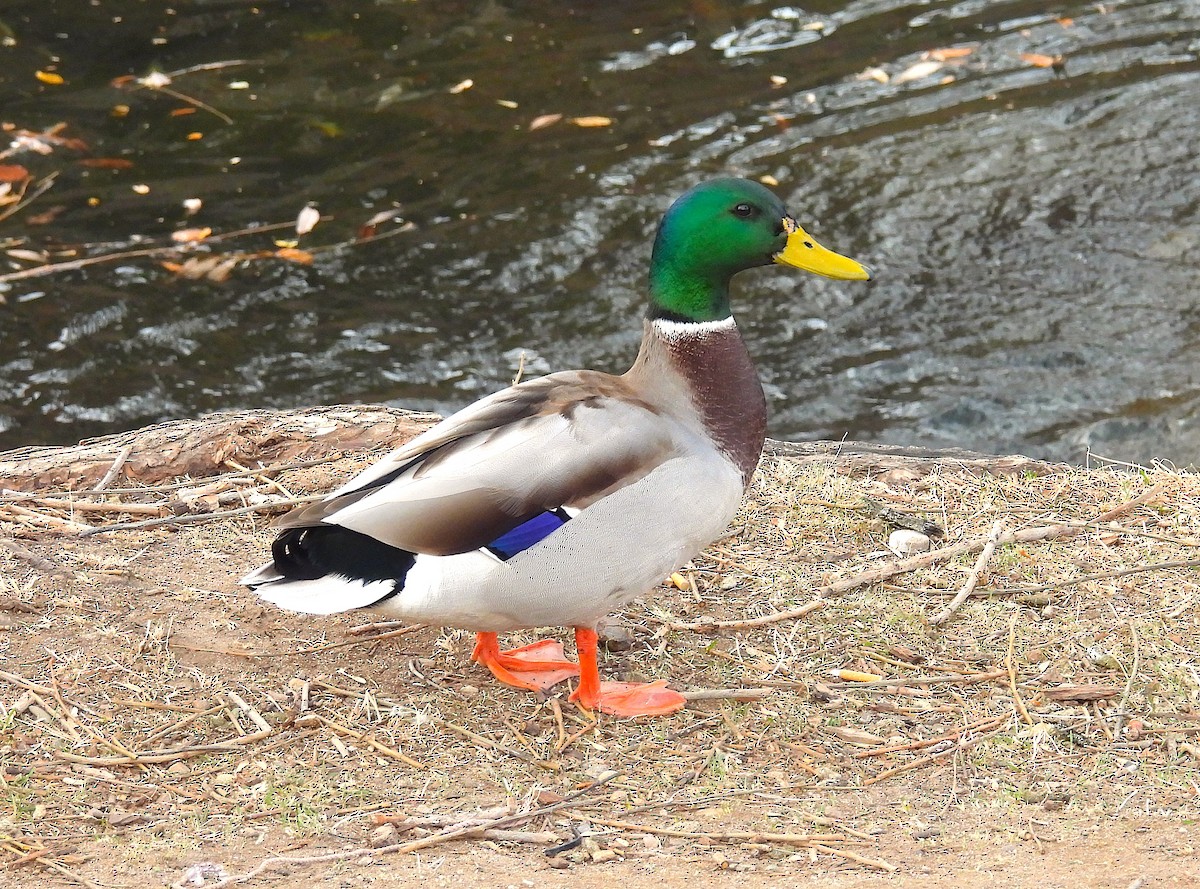 Basahatea - ML646772376