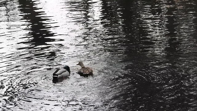 Basahatea - ML646772378