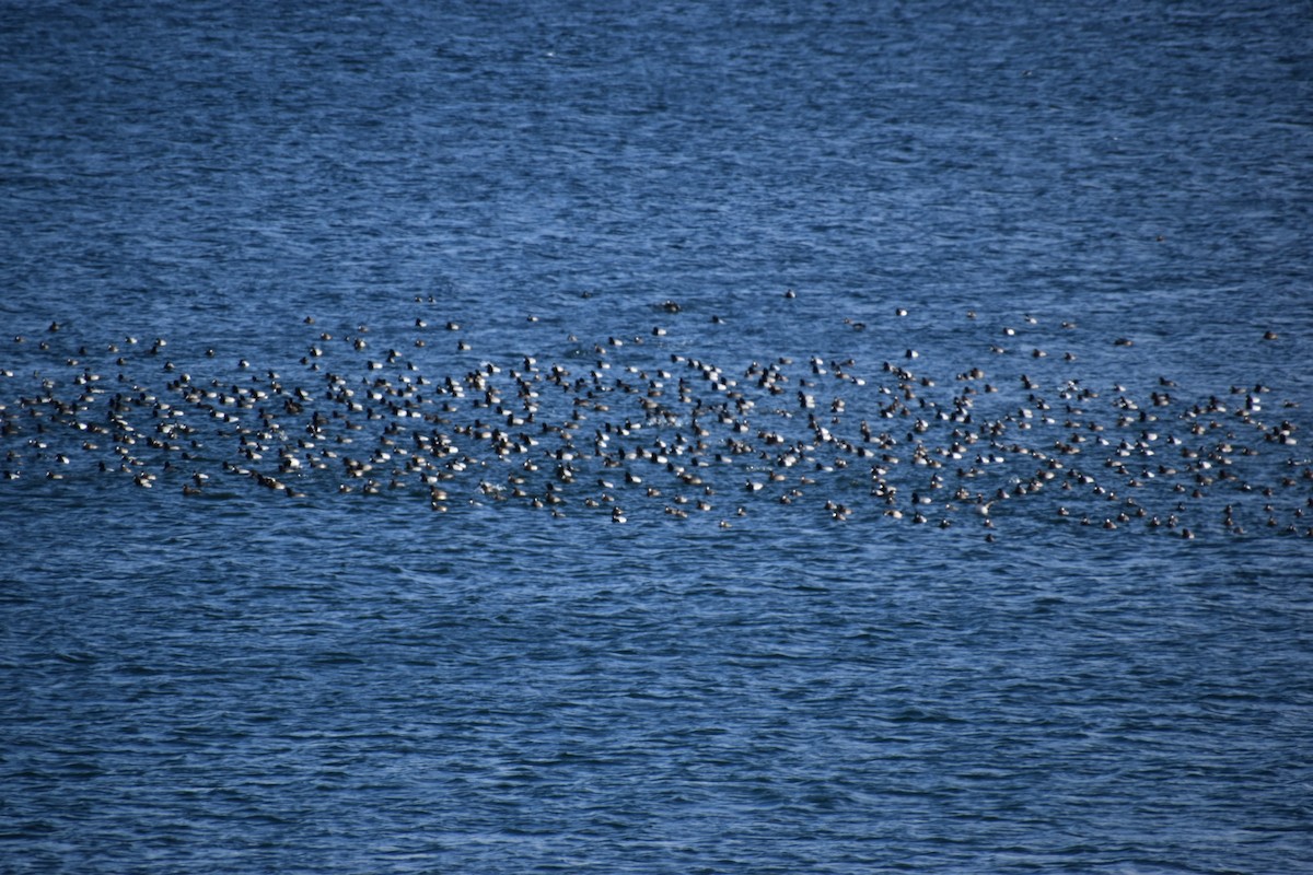 Fuligule milouinan - ML646772379