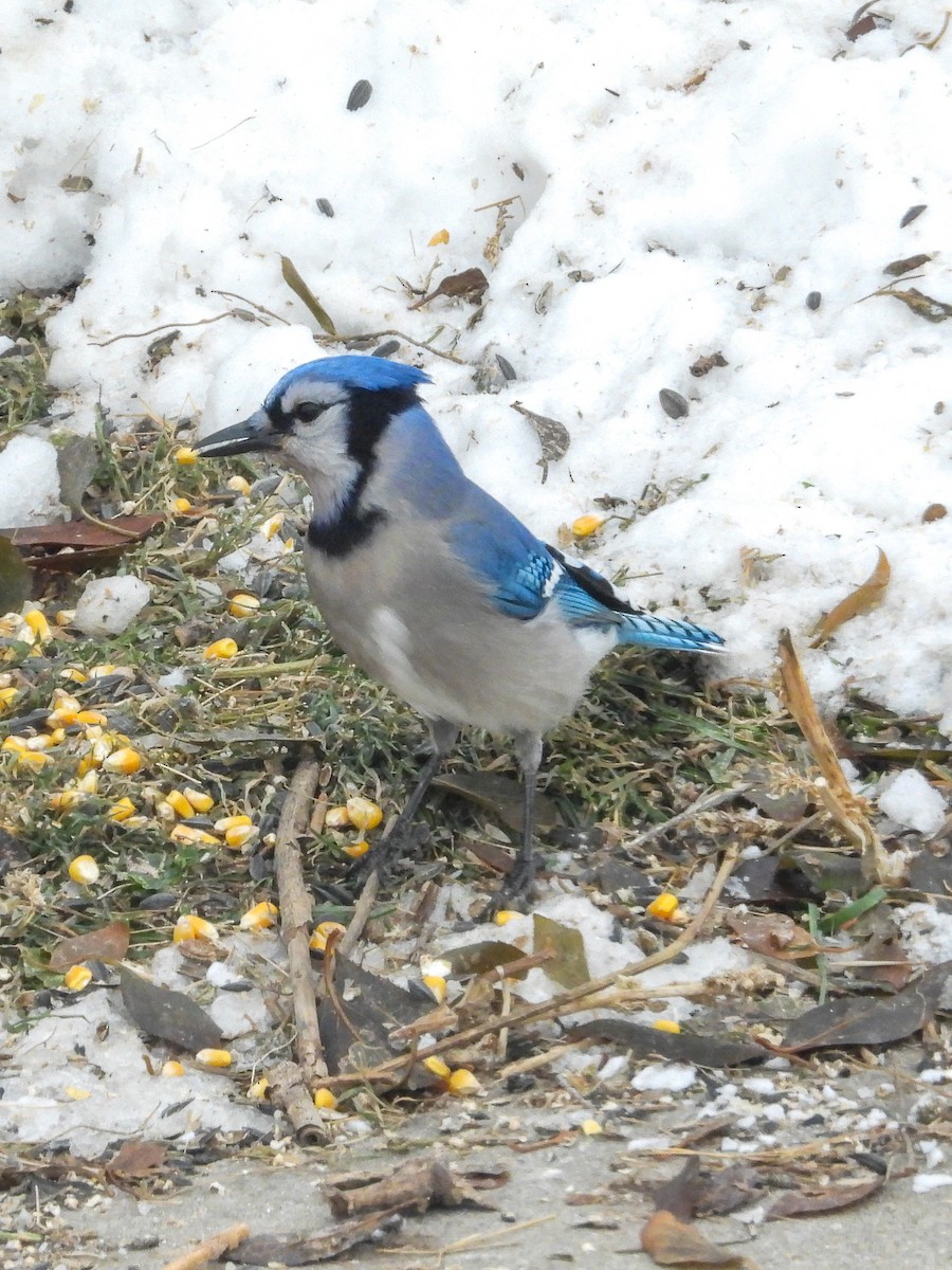 Blue Jay - ML646772380