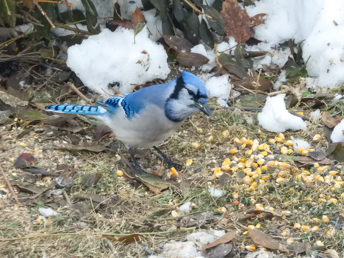 Blue Jay - ML646772381