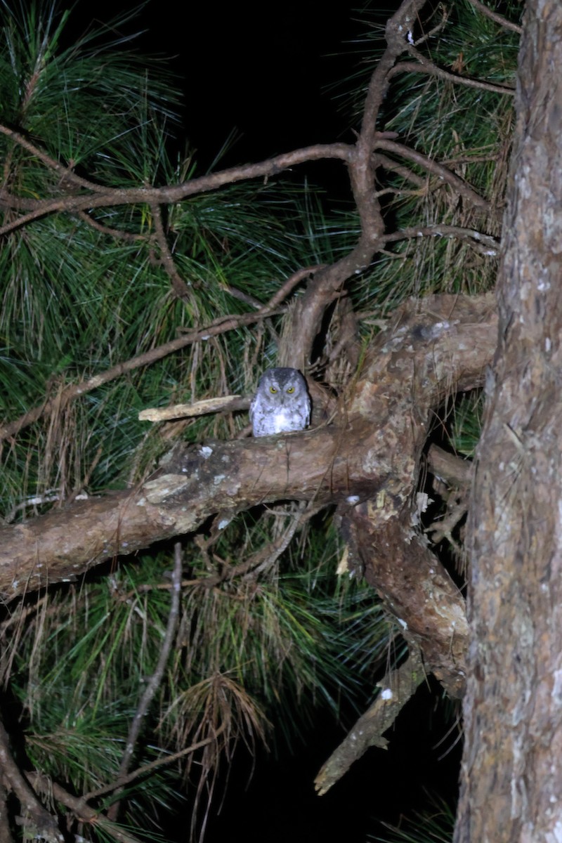 Oriental Scops-Owl - ML646772382