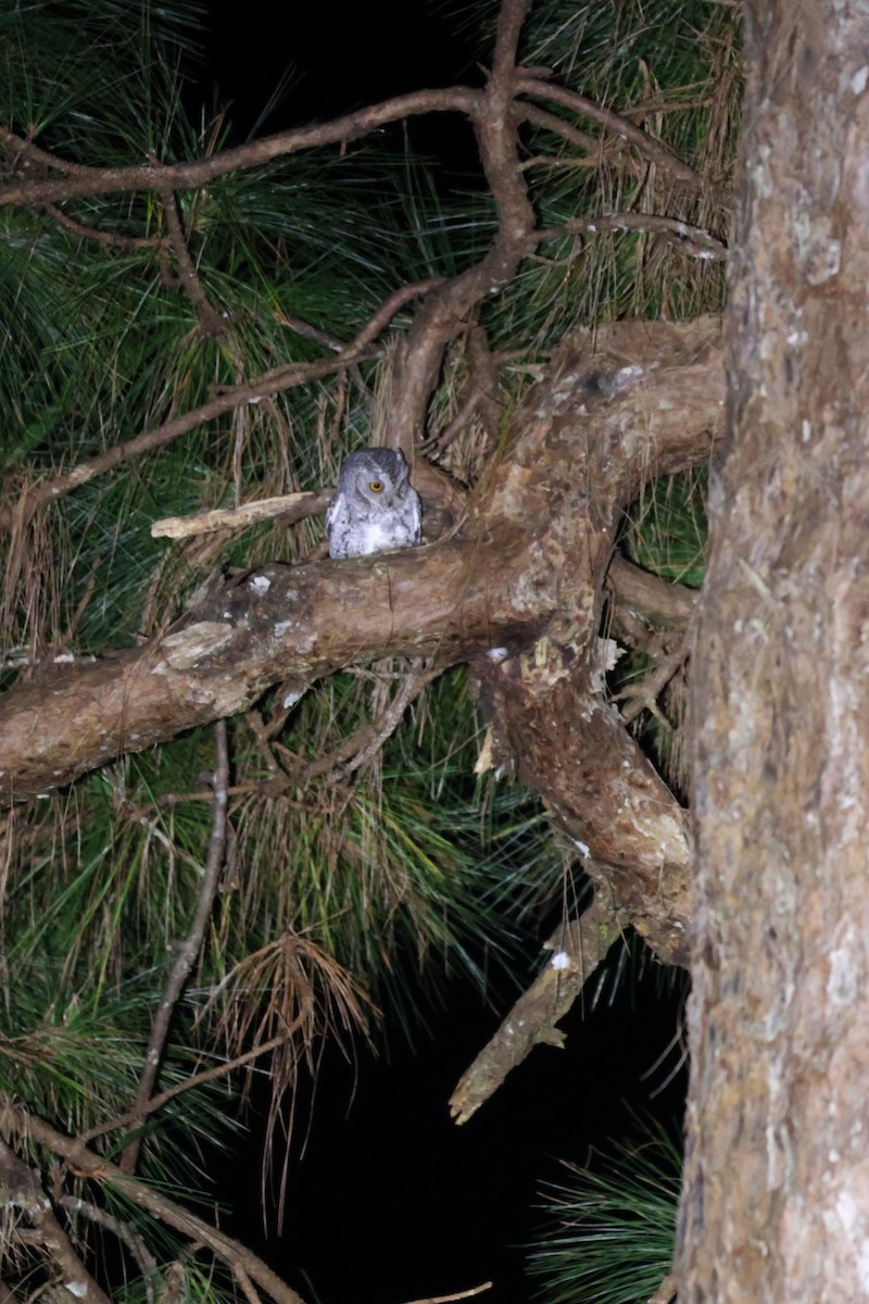 Oriental Scops-Owl - ML646772383