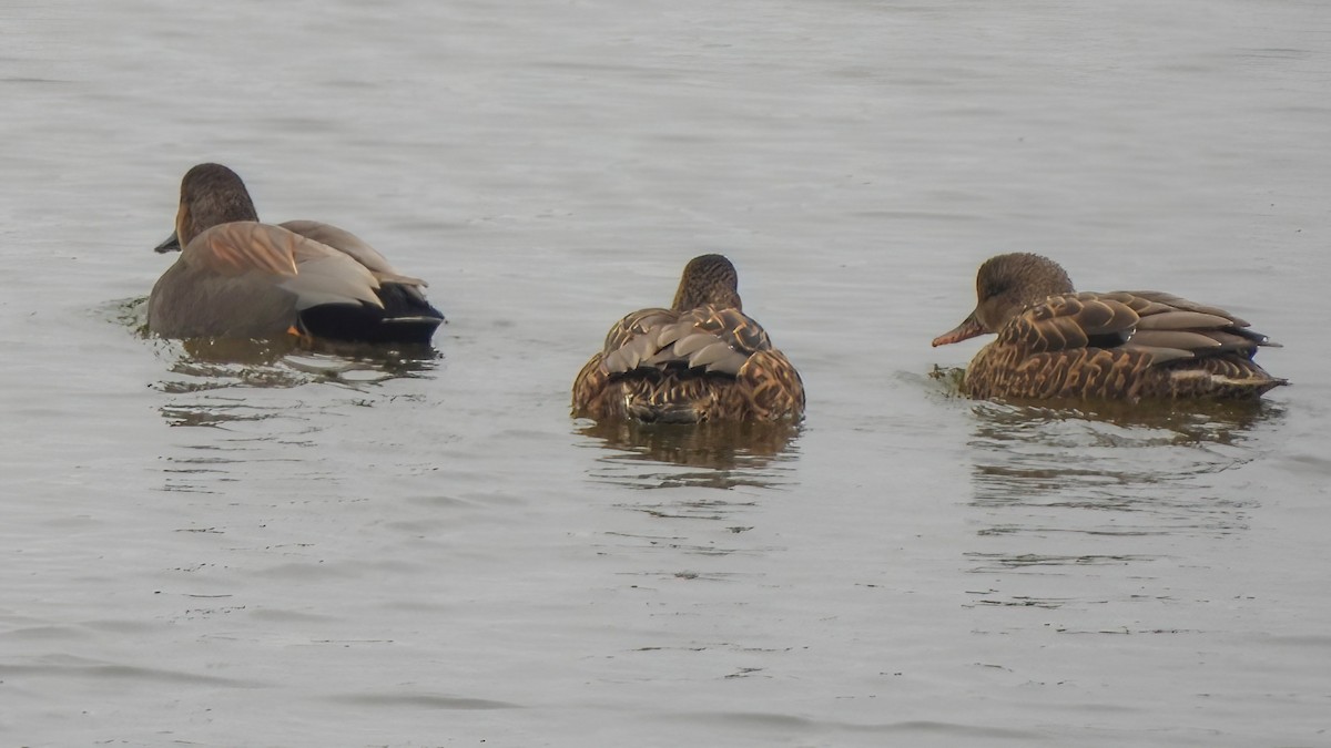 Boz Ördek - ML646772384