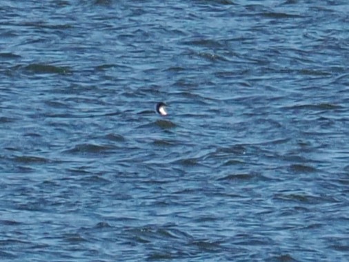 Pazifikoko aliota - ML646772386