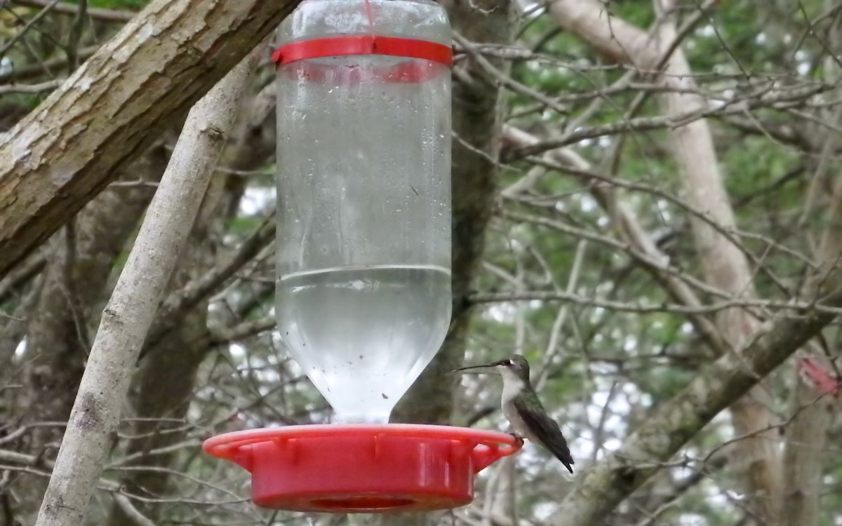 rubinstrupekolibri - ML646772390