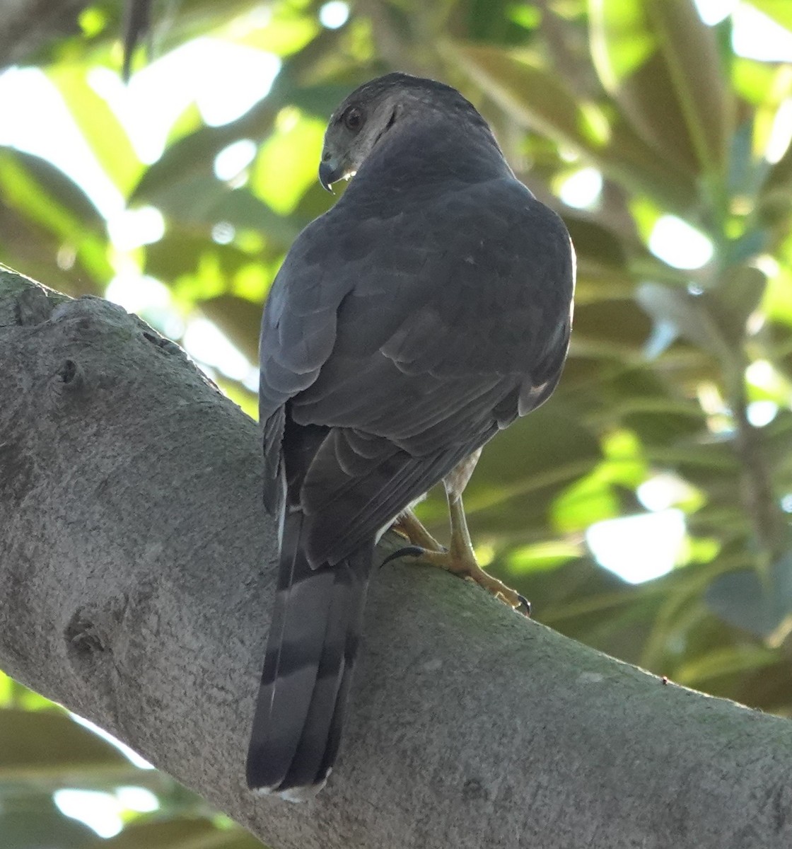 クーパーハイタカ - ML646772391