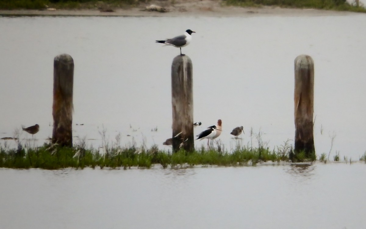 svartkronestylteløper - ML646772392