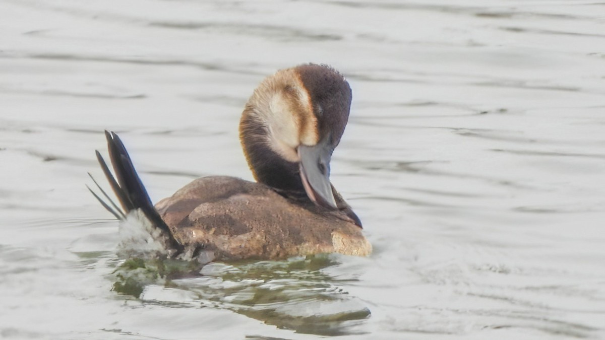 Schwarzkopf-Ruderente - ML646772393