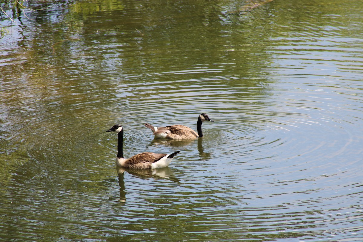 Canada Goose - ML646772394