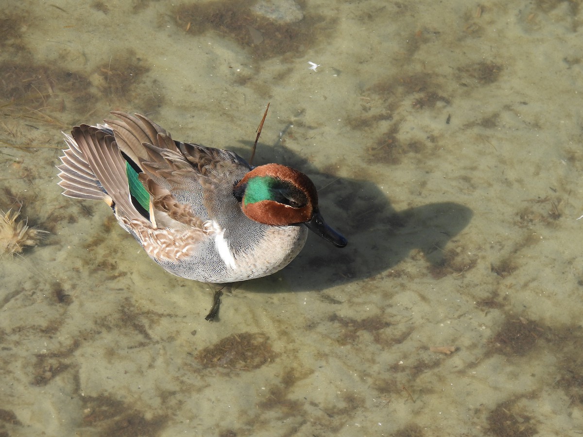 Green-winged Teal - ML646772395