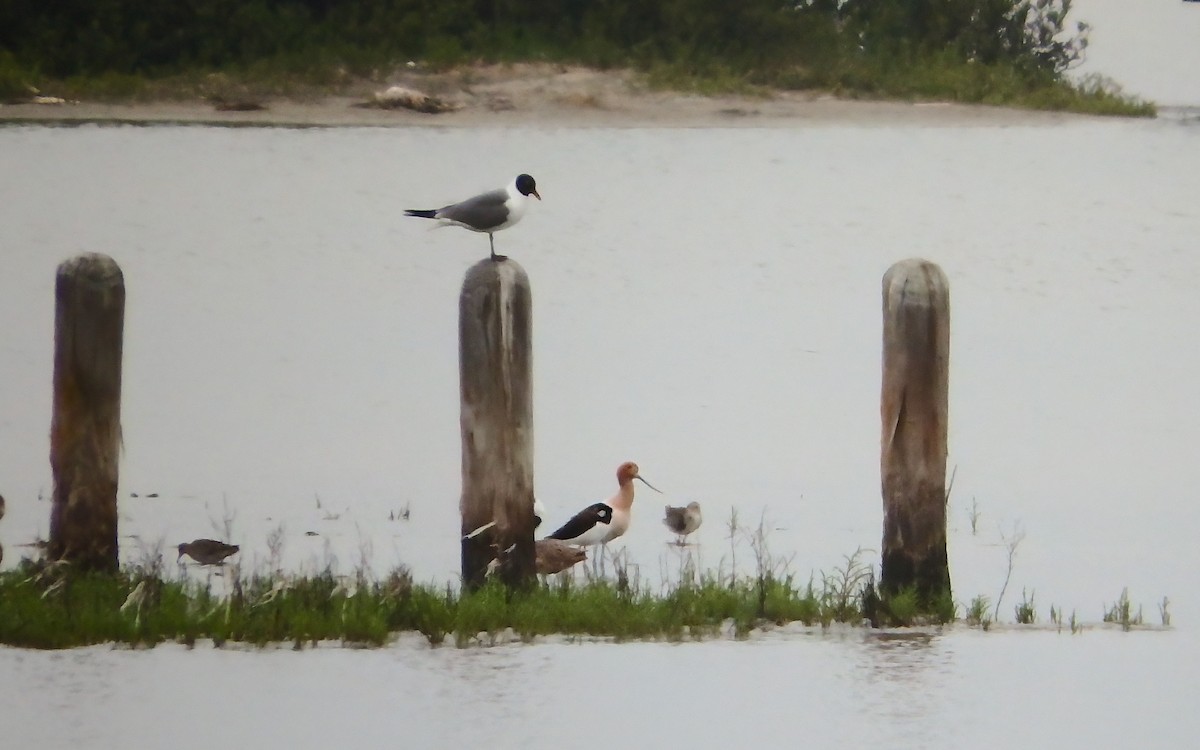 amerikaavosett - ML646772397